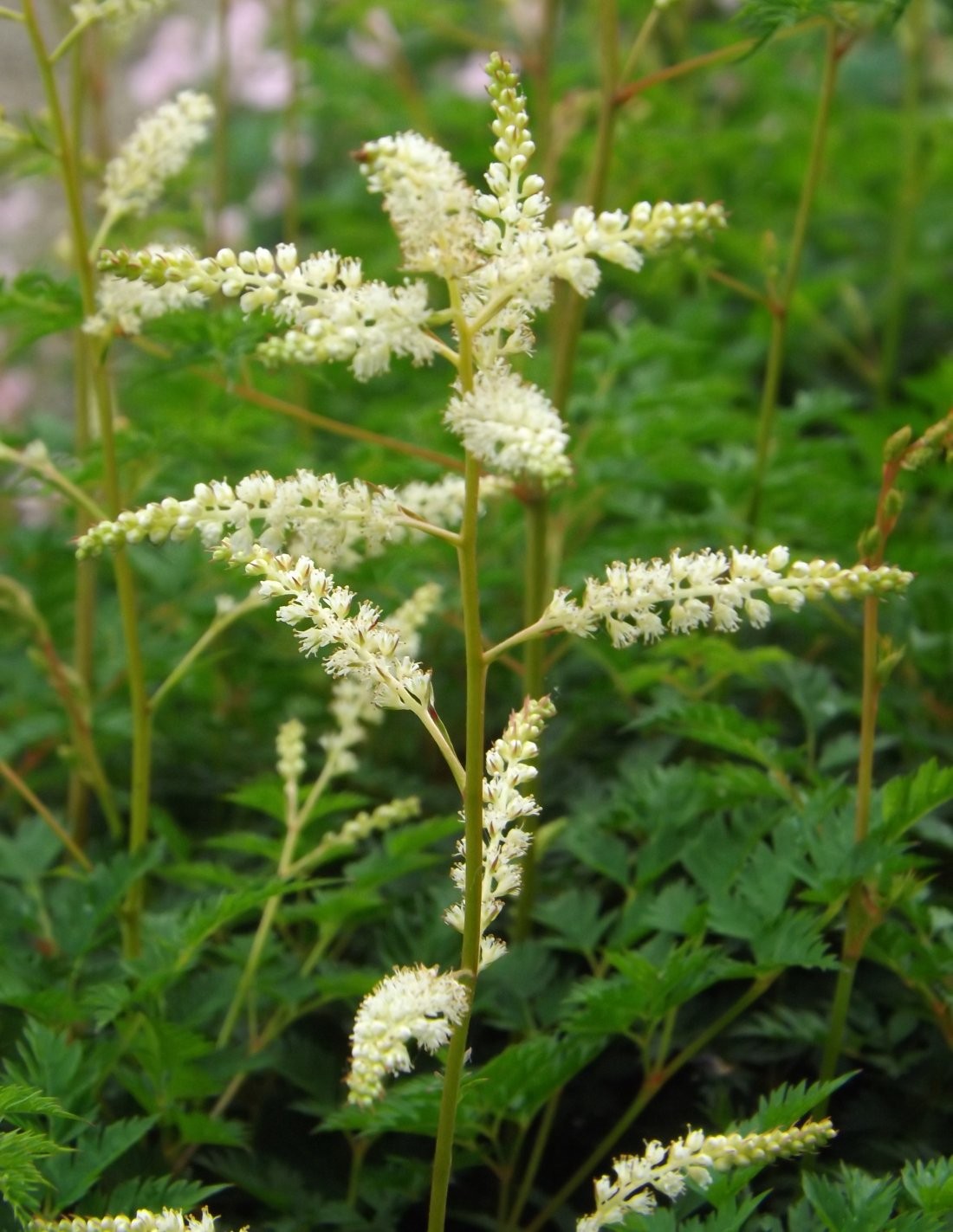 Geitenbaard , Aruncus aethusifolius