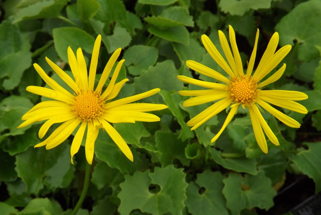 Doronicum orientale