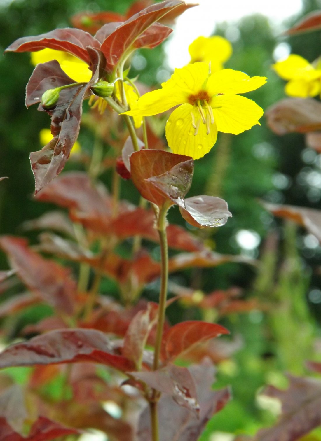 Wederik, Lysimachia ciliata 'Firecracker'