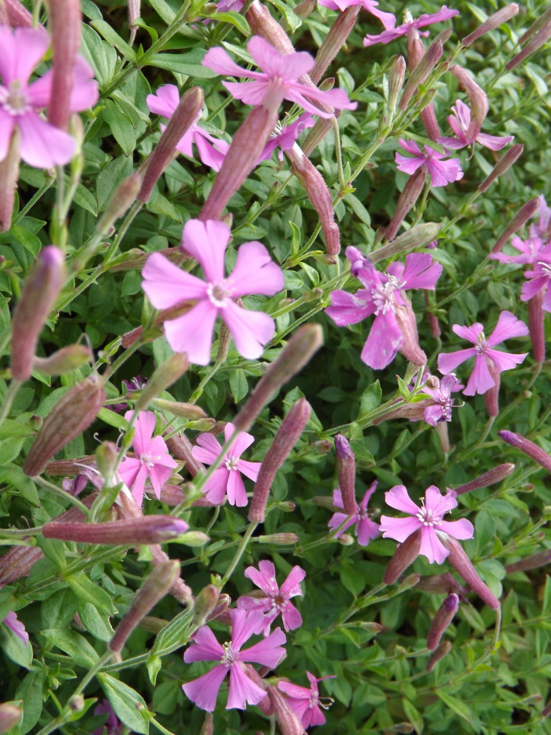 Silene, Silene schafta