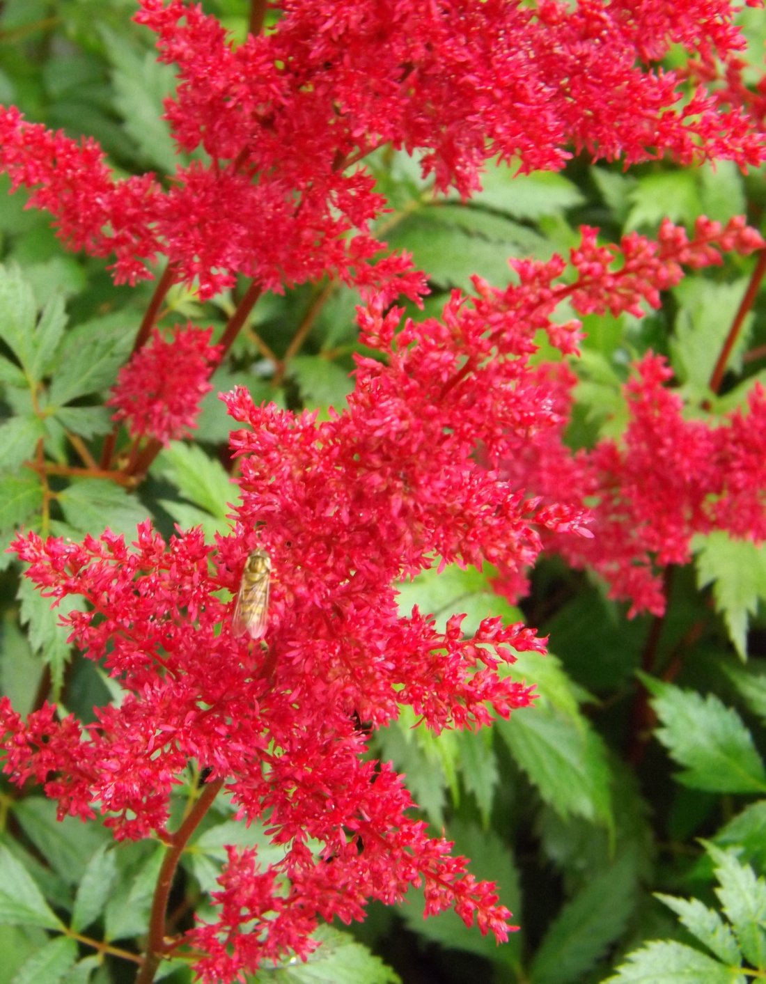 Spirea, Astilbe 'Fanal'