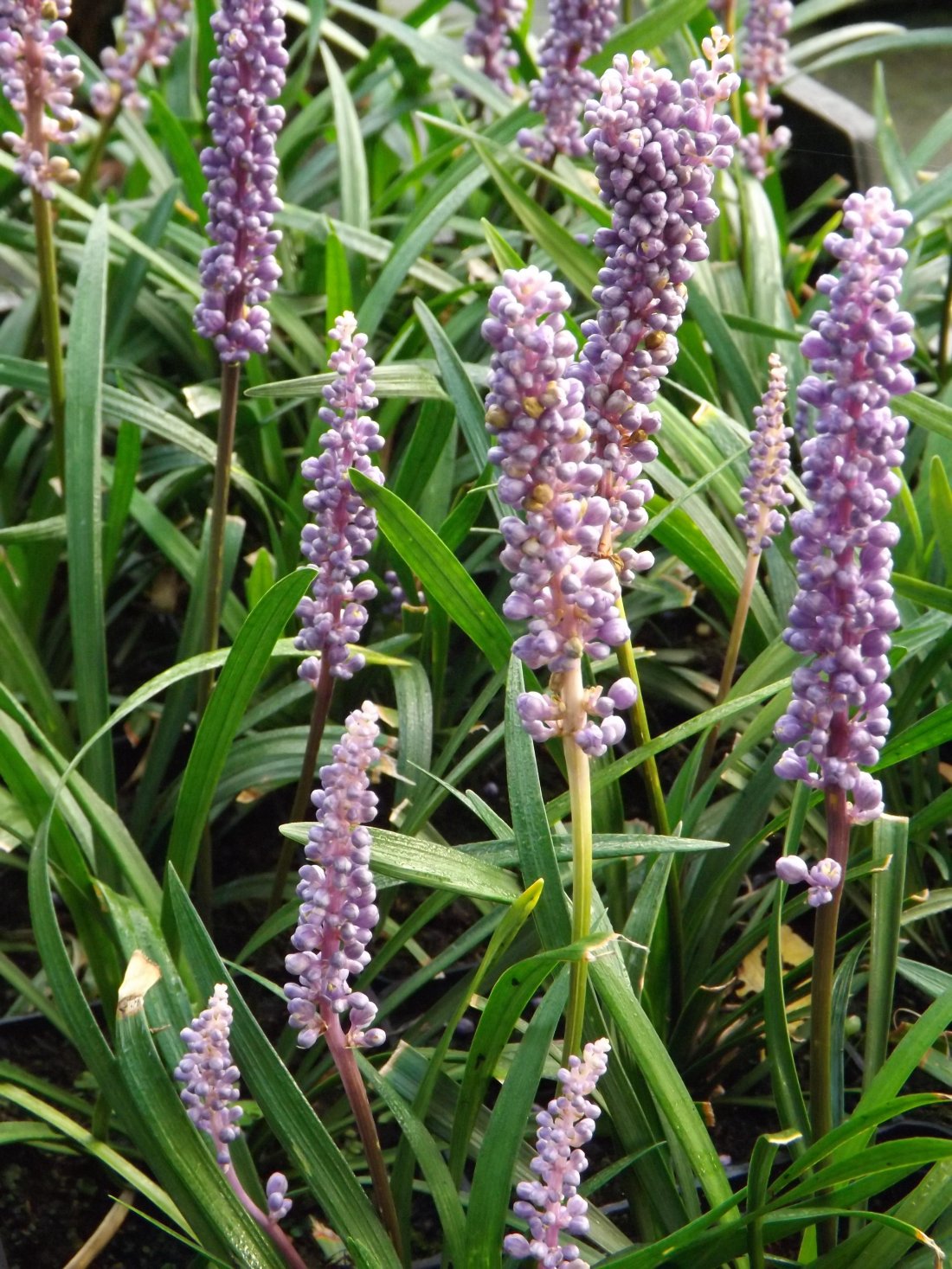 Leliegras, Liriope muscari 'Monymaker'