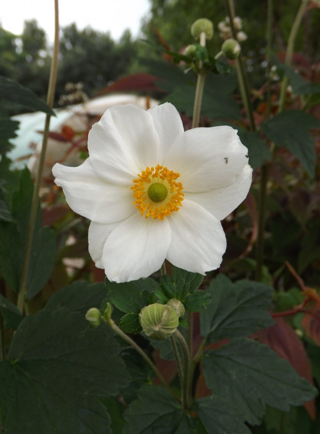 Anemone x hybr 'Honorine Jobert'