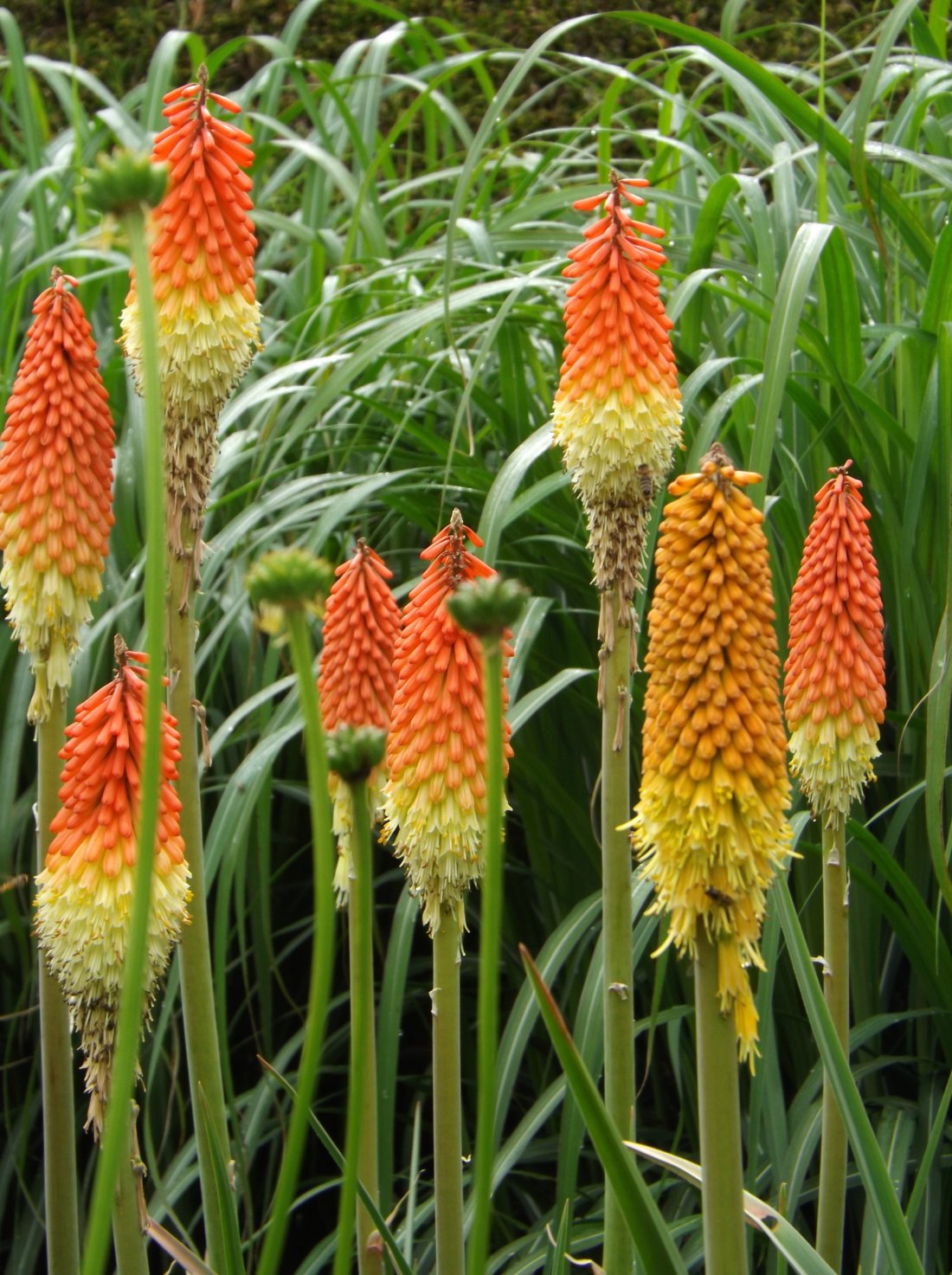Kniphofia uvaria 'Grandiflora'