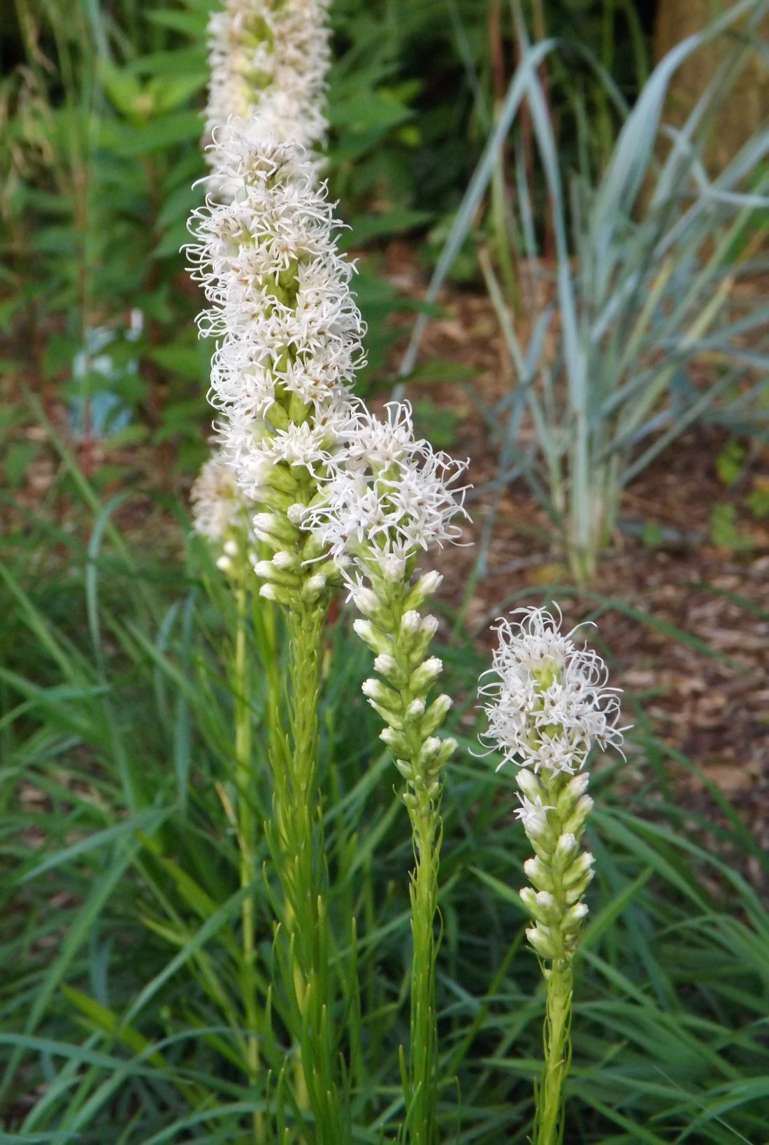 Liatris spicata 'Floristan Weiss'