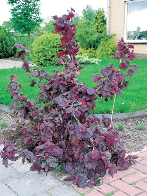 Corylus avellana 'Red Majestic'