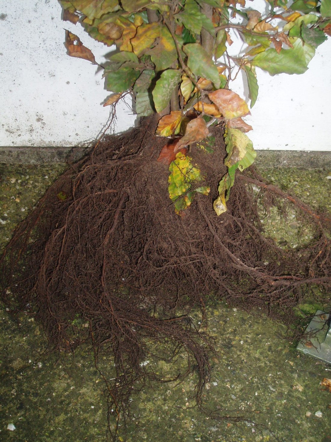 Fagus sylvatica (wortelgestel)