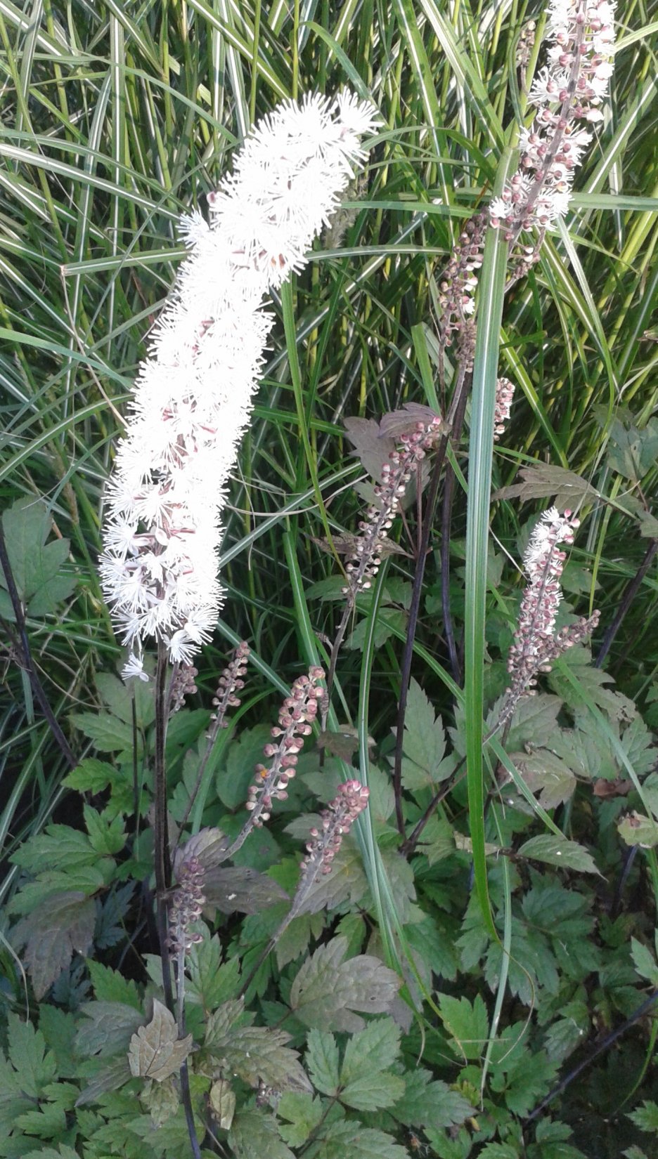 Actaea simplex 'Atropurpurea'