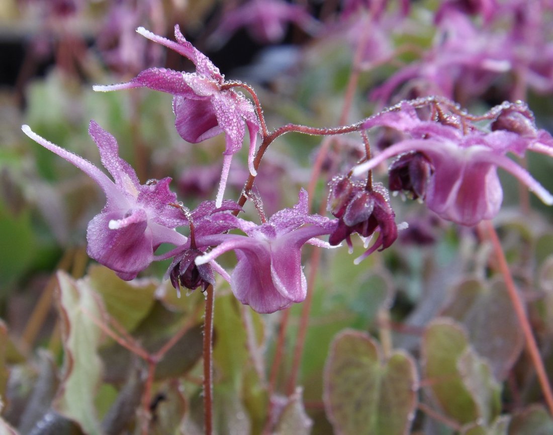 Epimedium grand. 'Lilafee'