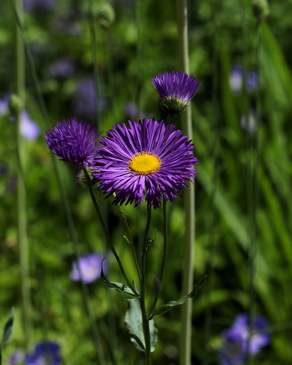 Erigeron 'Dunkelste Aller'