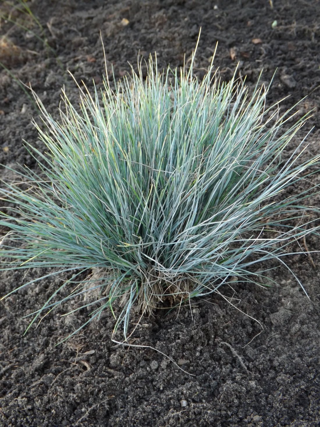 Festuca glauca x 'Elijah Blue'