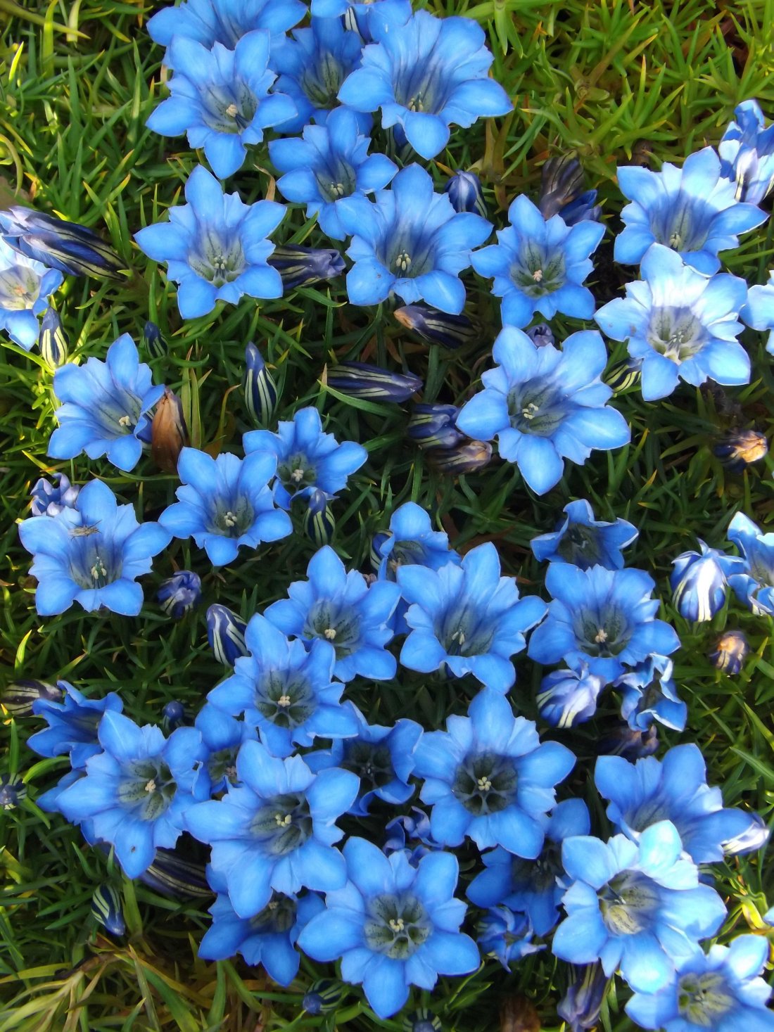Gentiana sino-ornata