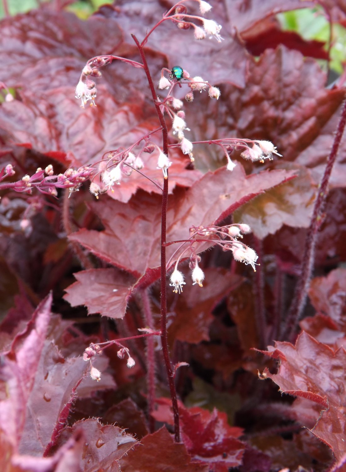 Heuchera mic. 'Palace Purple'