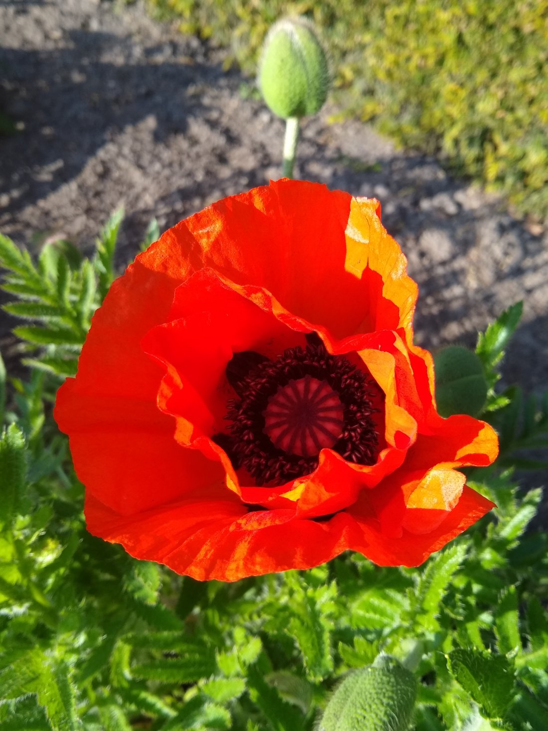 Papaver or. 'Brilliant'