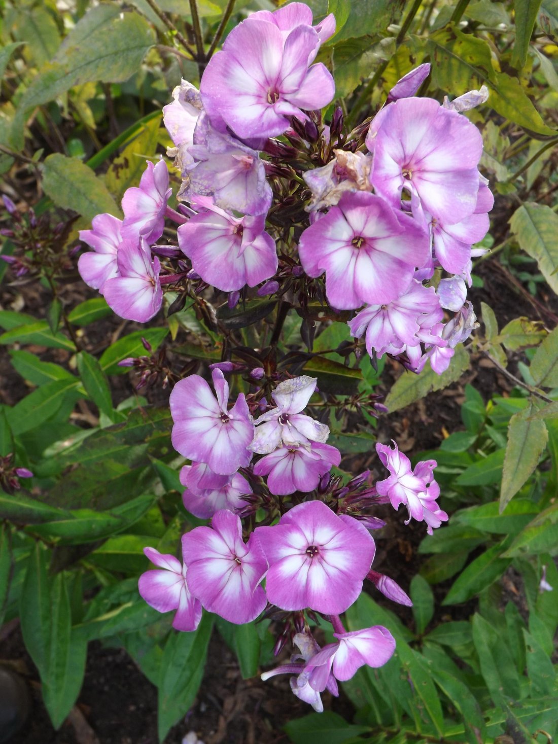 Phlox (P) 'Laura'