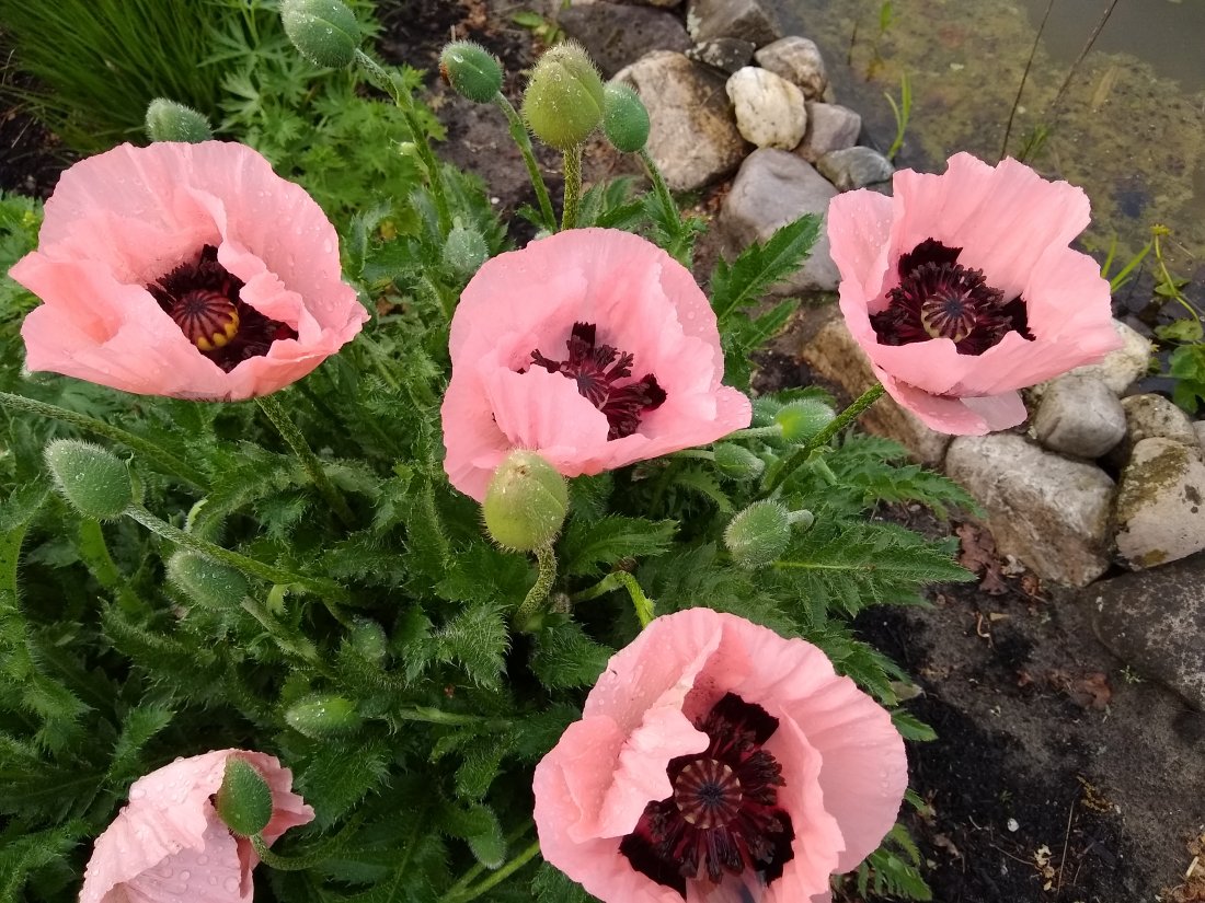 Papaver or. 'Prinses Victoria Luise'