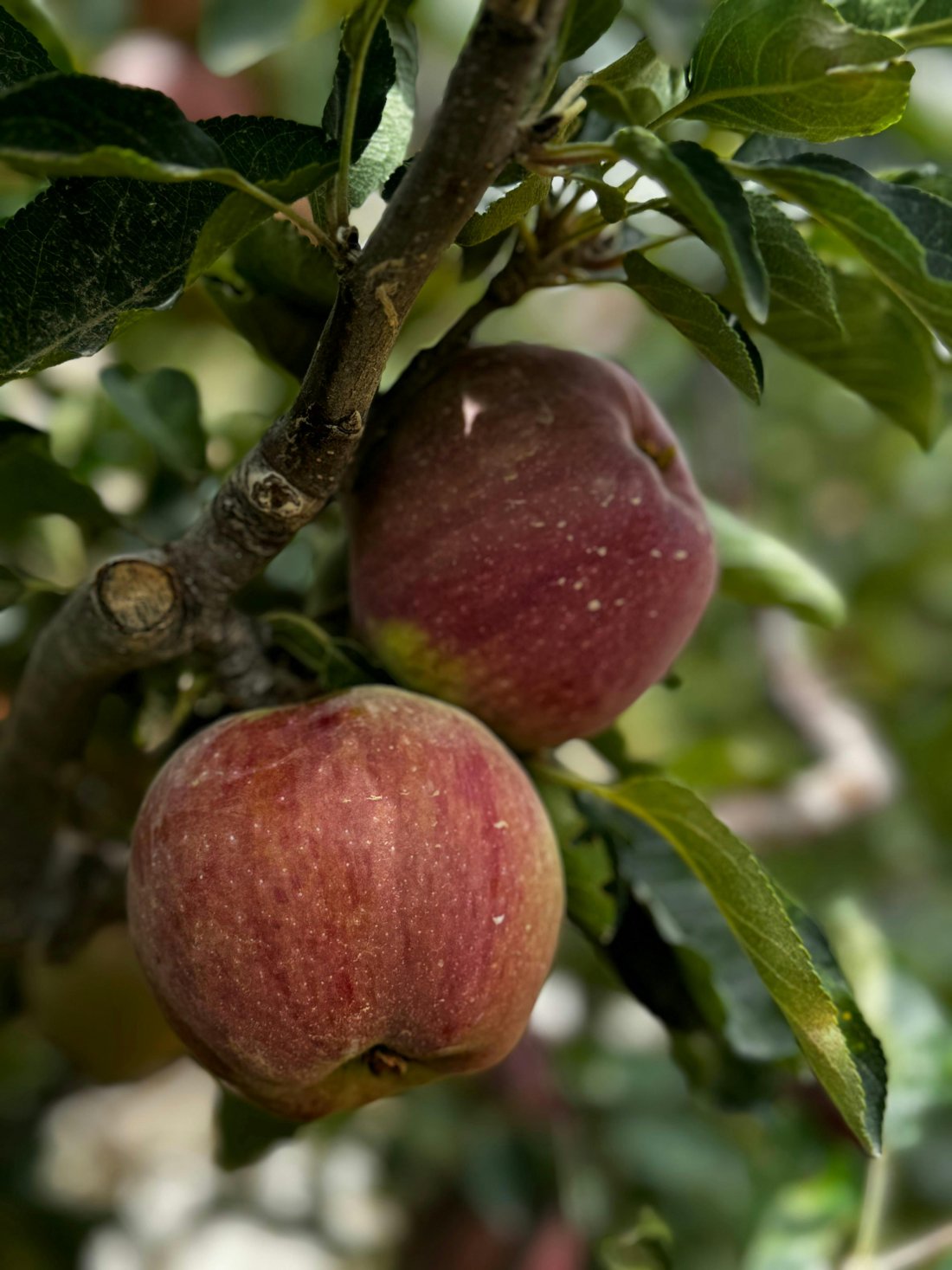 Malus domestica ´Rode Boskoop´