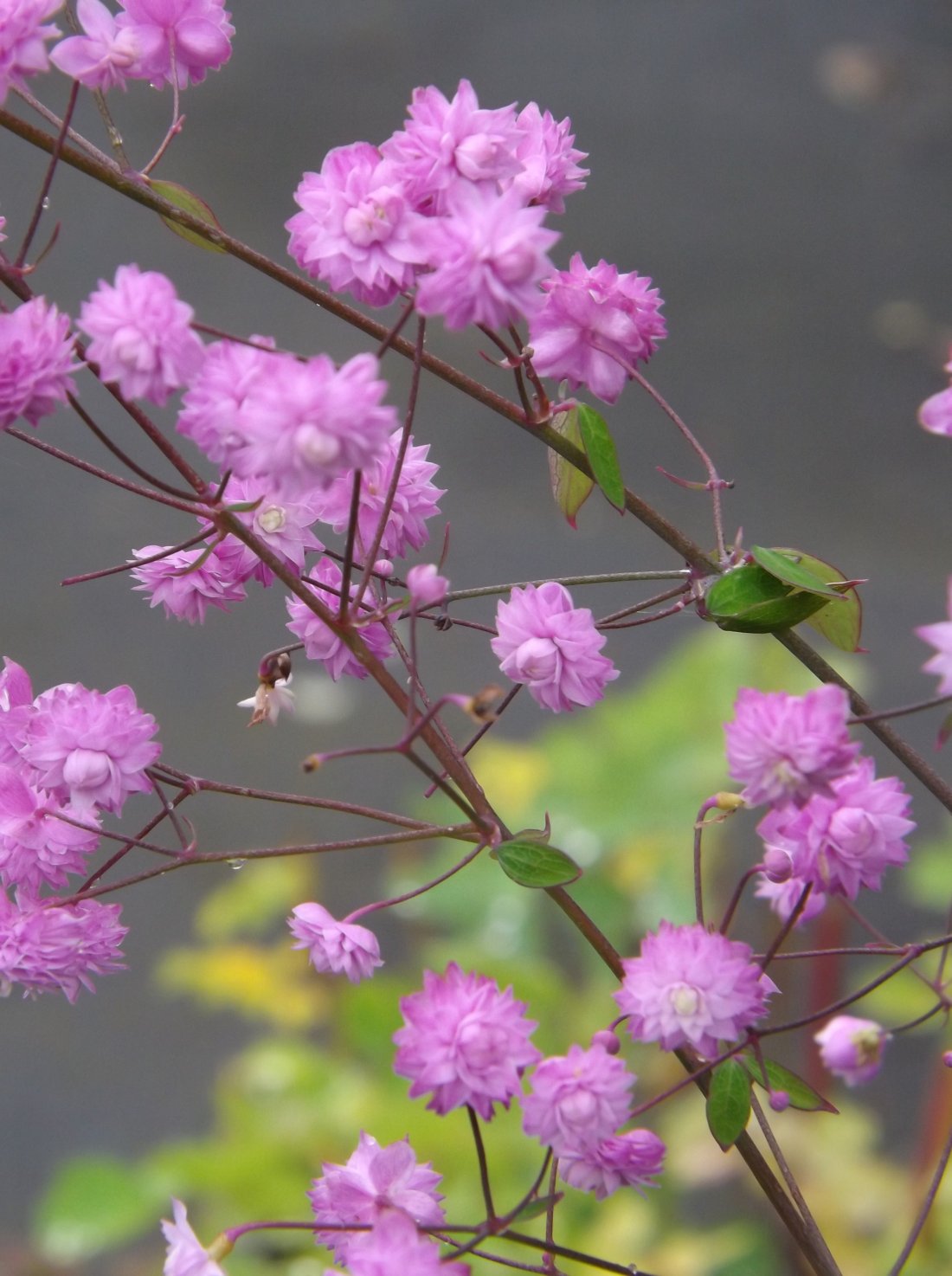 Thalictrum del. ' Hewitt's Double'