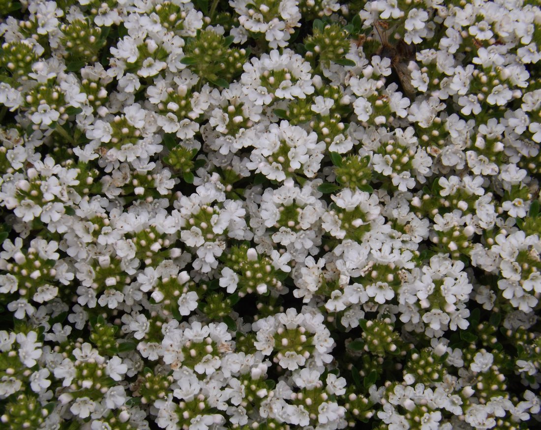 Thymus praecox 'Albiflorus'