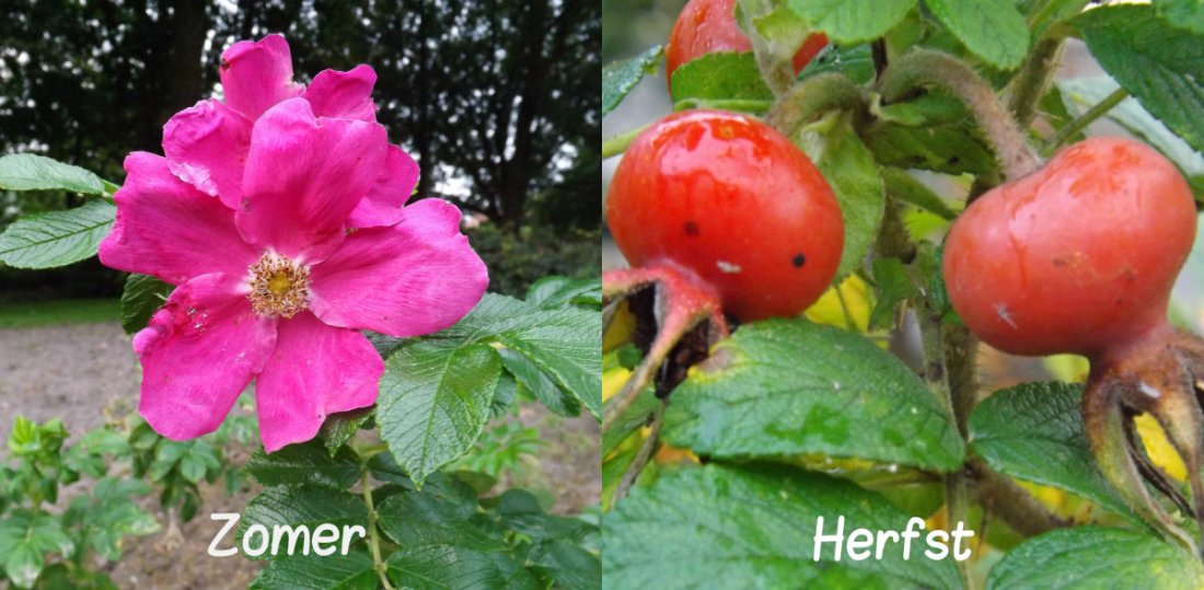 Bottelroos (Rosa rugosa 'Rubra')