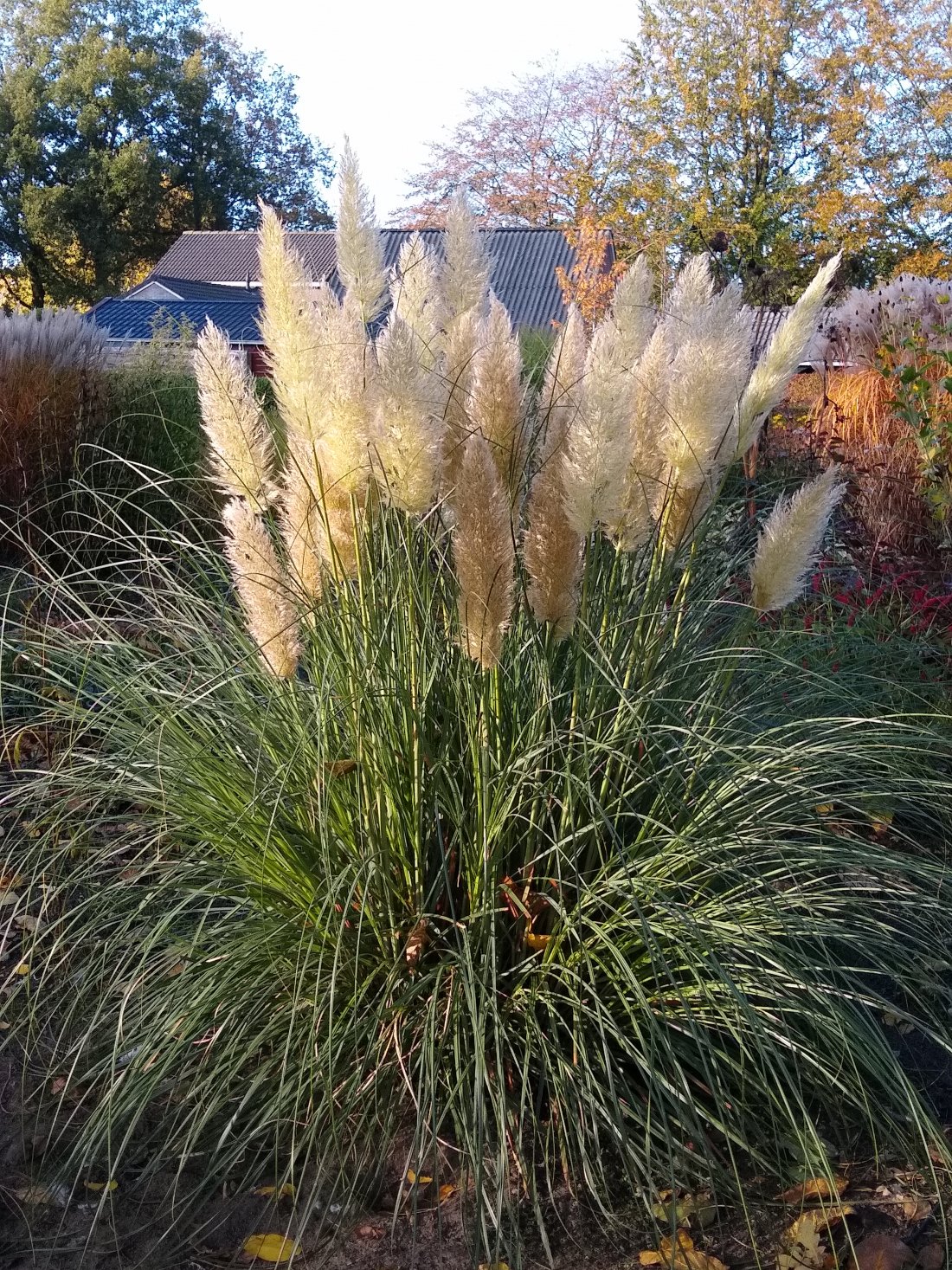 Cortaderia selloana 'Pumila'