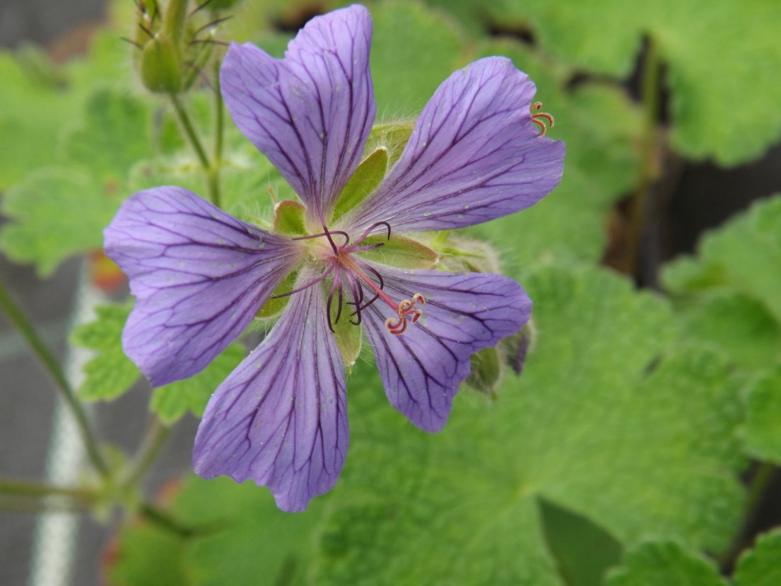 Geranium renardii. 'Philippe Vapelle'