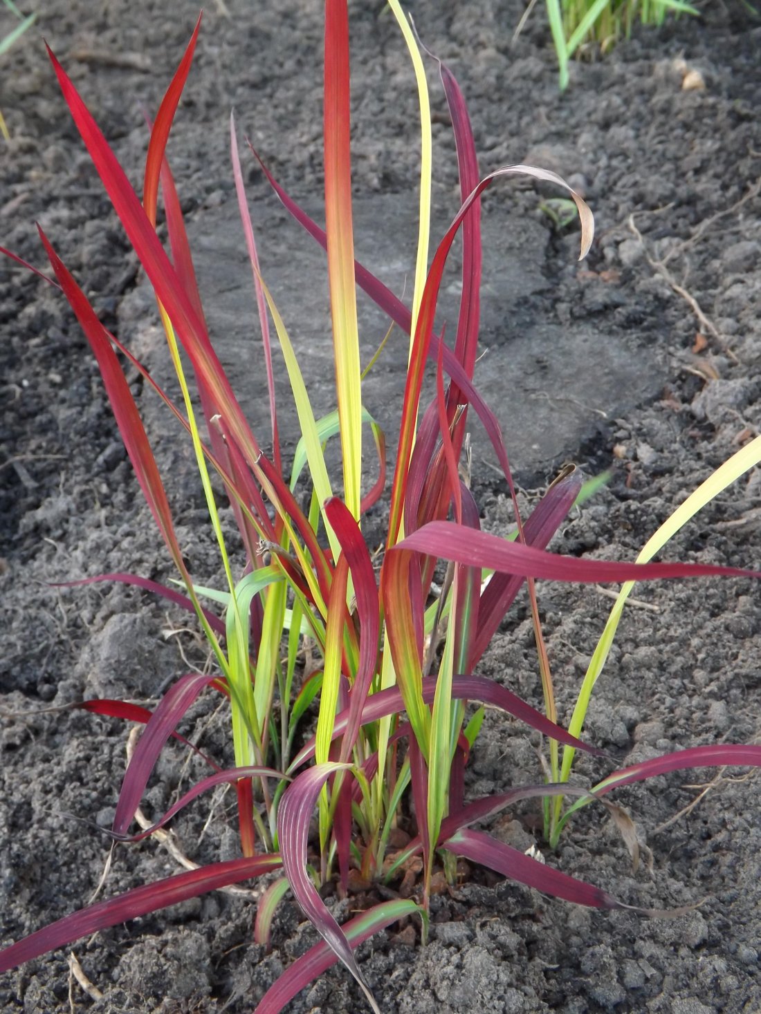 Imperata cylindrica 'Red Baron'
