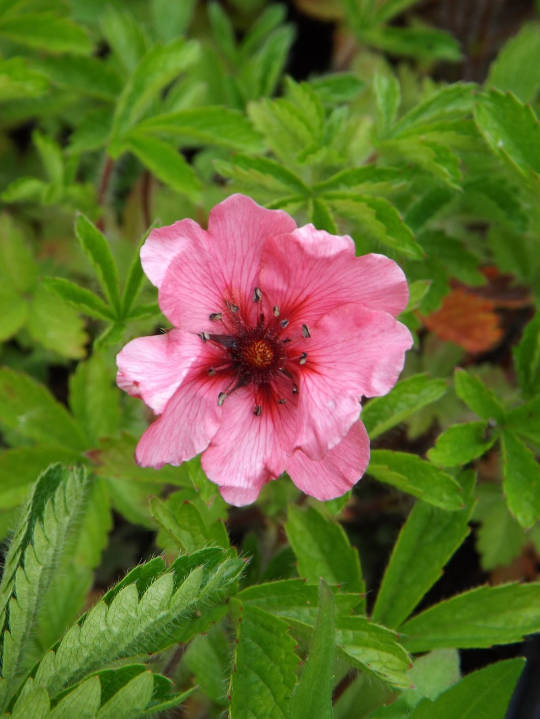 Potentilla nep. 'Miss Willmott'