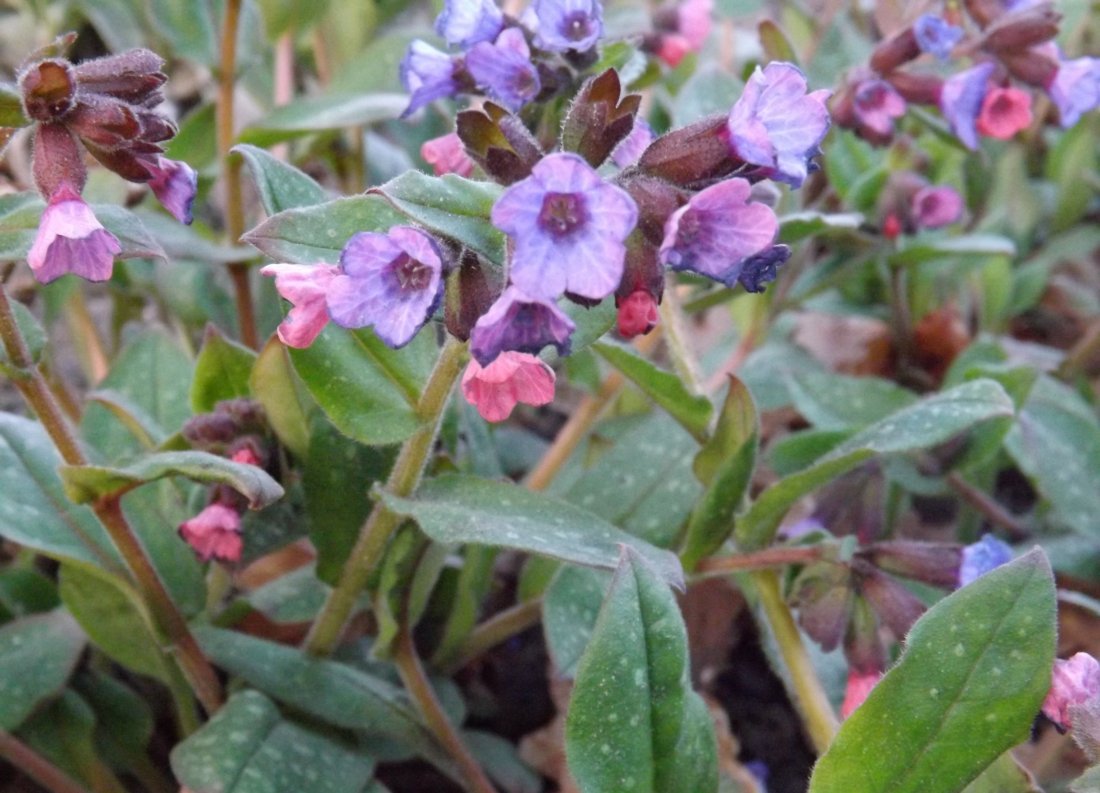Pulmonaria s. 'Mrs Moon'
