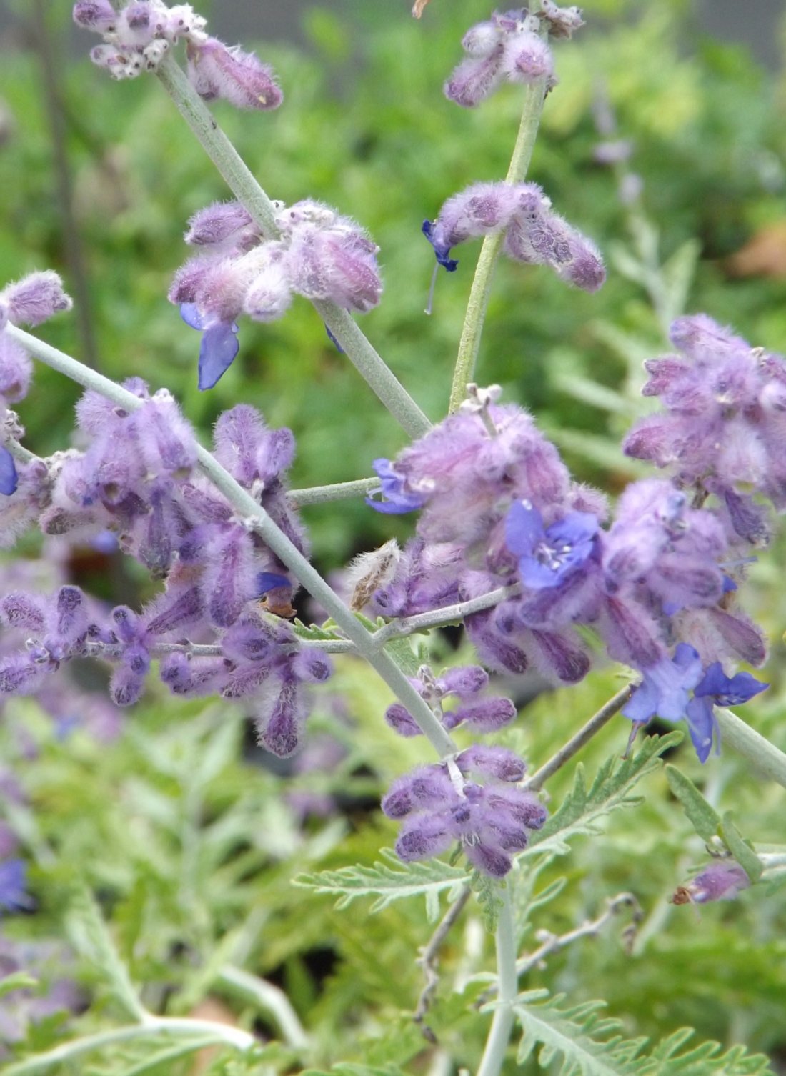 Perovskia atriplicifolia 'Blue Spire'