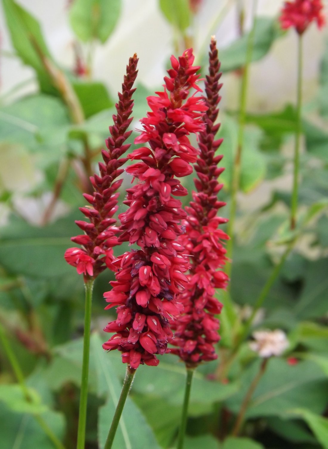 Persicaria amplexicaulis 'Blackfield'