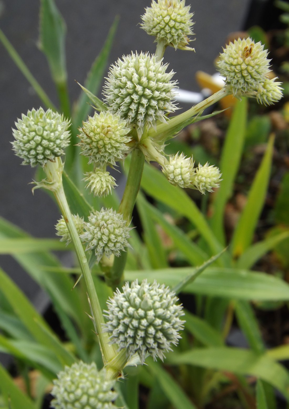 Eryngium yuccifolium