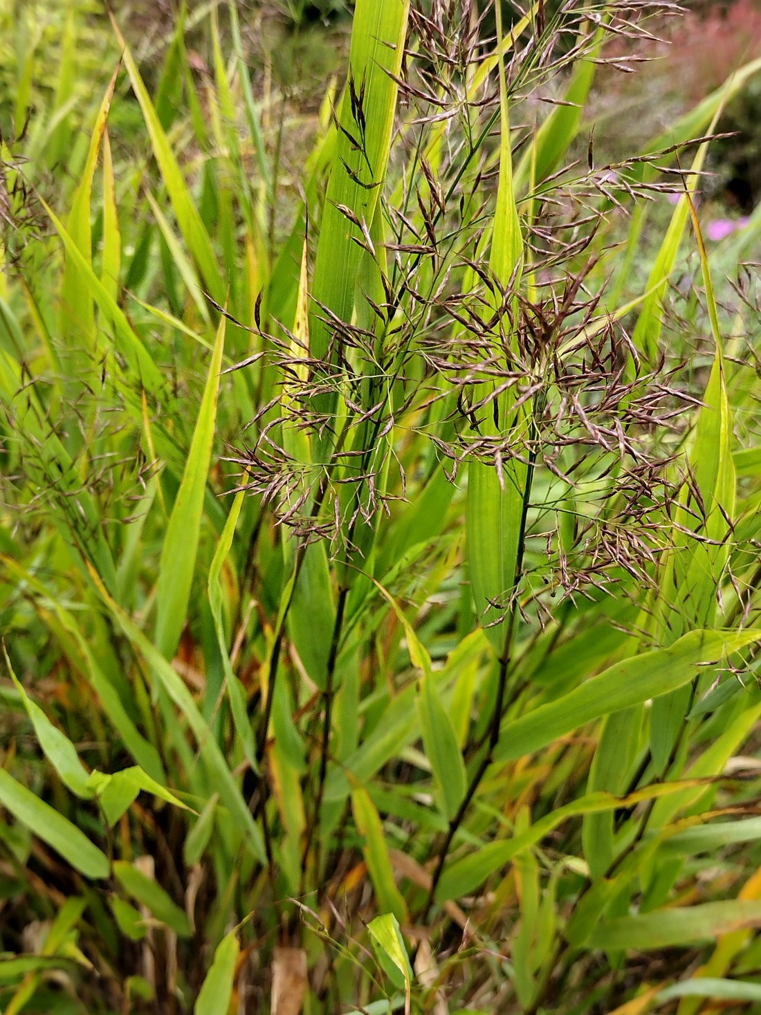 Hakonechloa macra