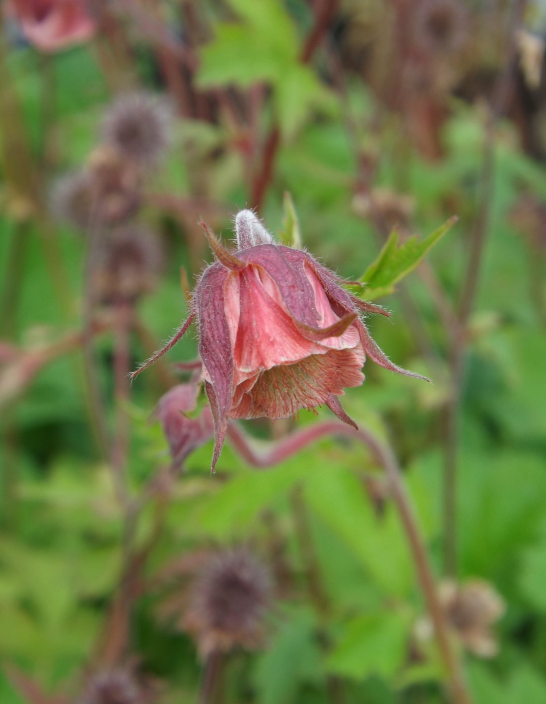 Geum rivale