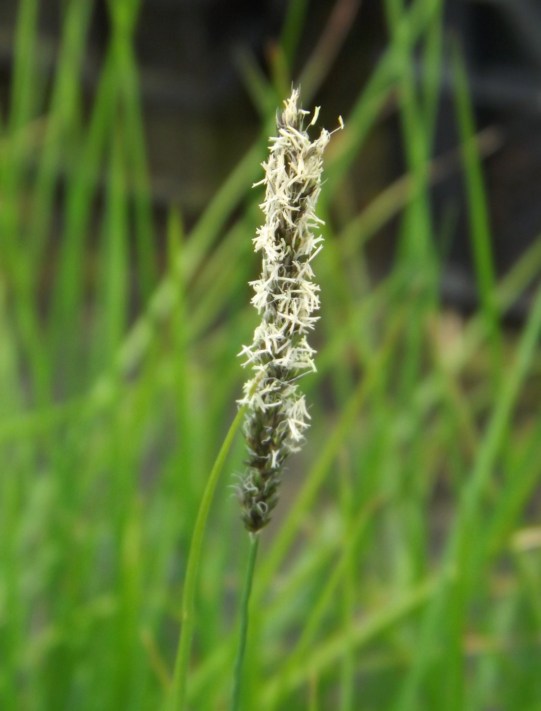 Sesleria autumnalis