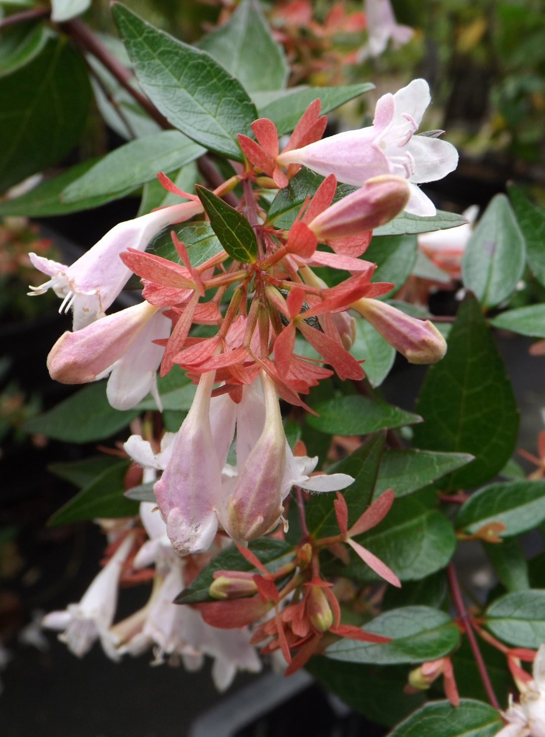 Abelia grandiflora