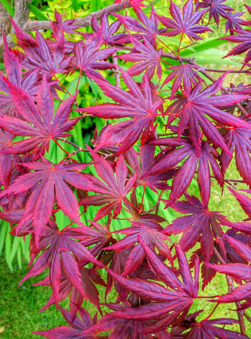 Acer palm. ‘Bloodgood’