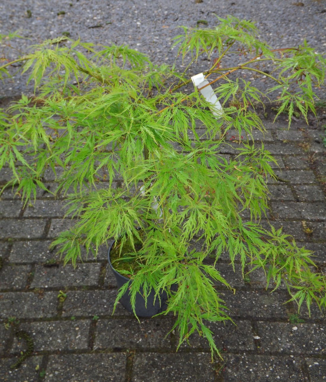 Acer palm. ‘Dissectum’