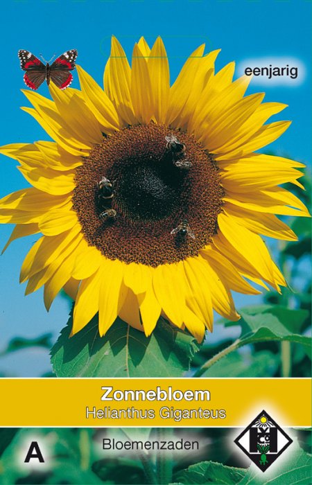 Zonnebloem