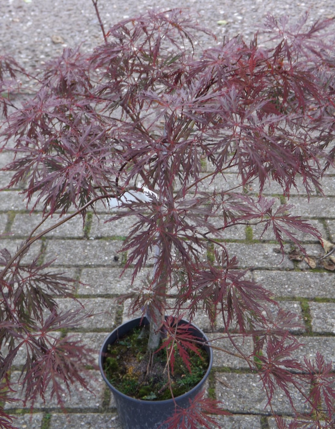 Acer palm. ‘Dissectum Garnet’