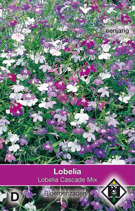 Lobelia