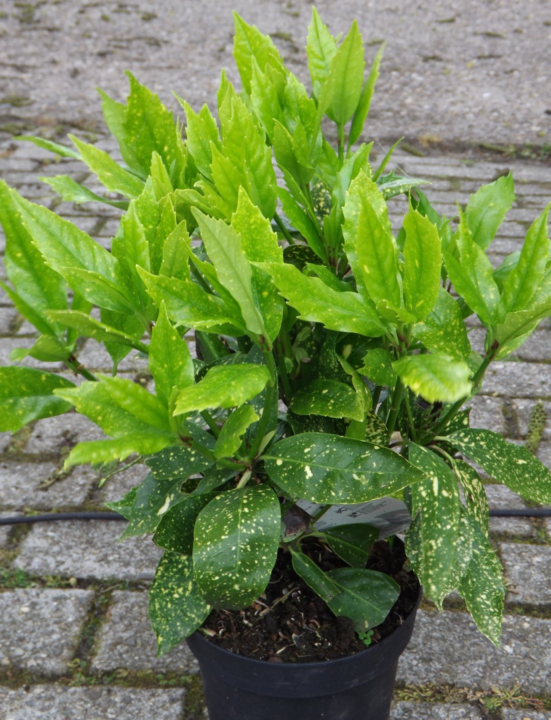 Aucuba jap. ‘Variegata’