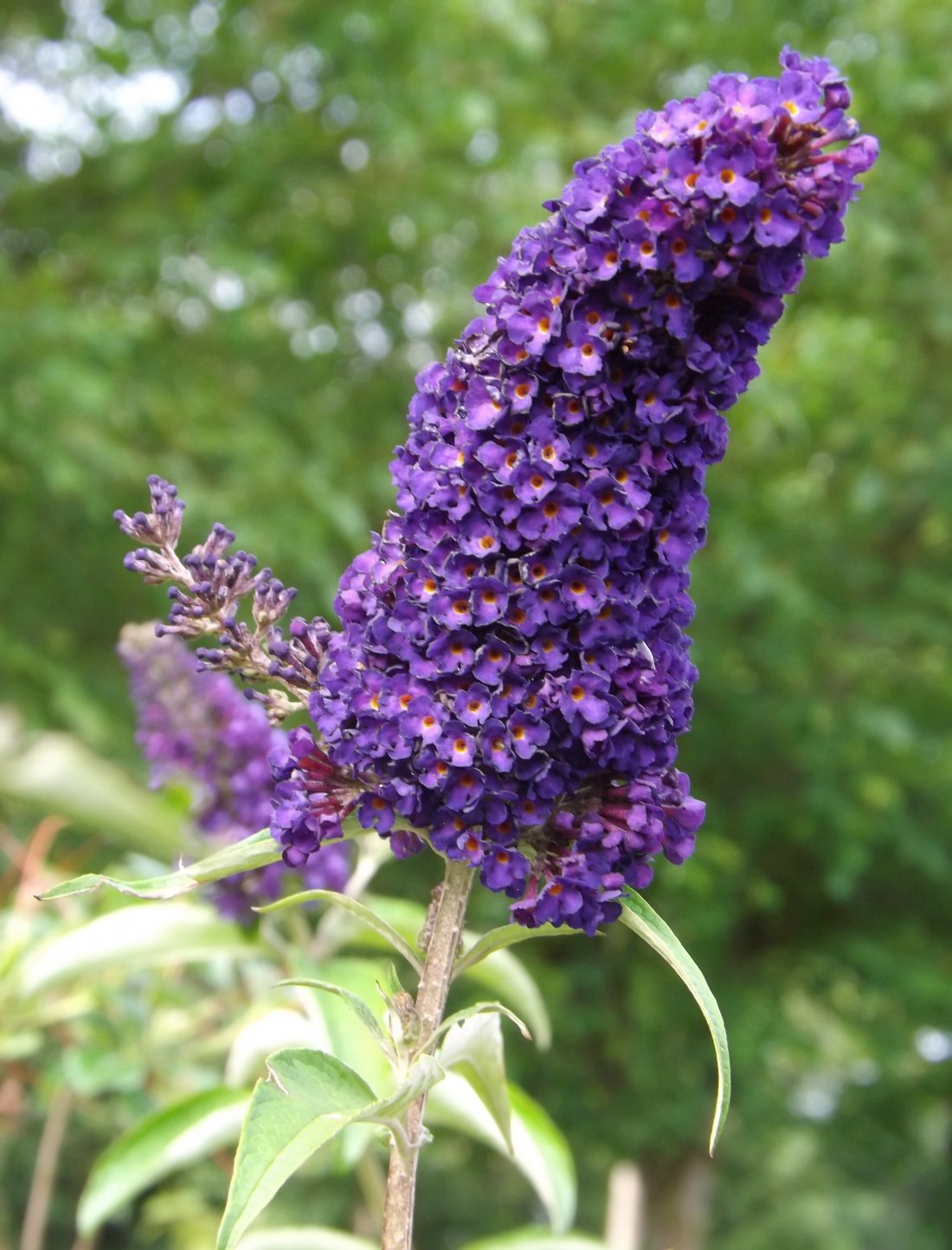 Buddleja dav. ‘Black Knight’