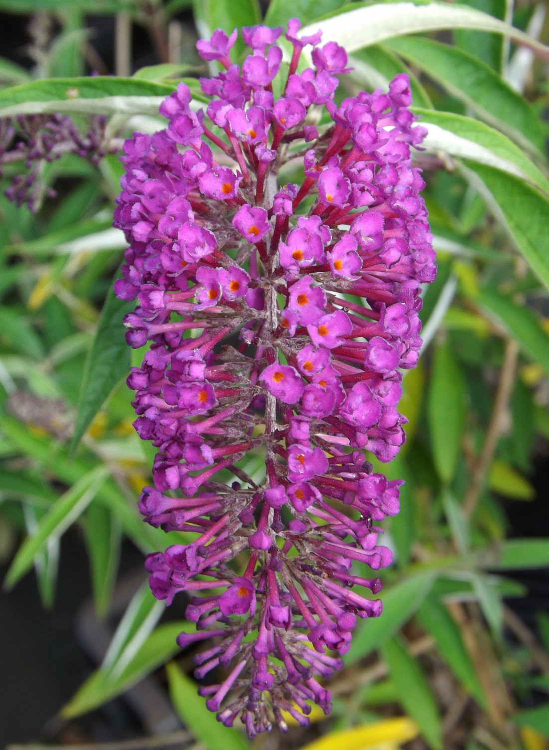Buddleja dav.'Royal Red'