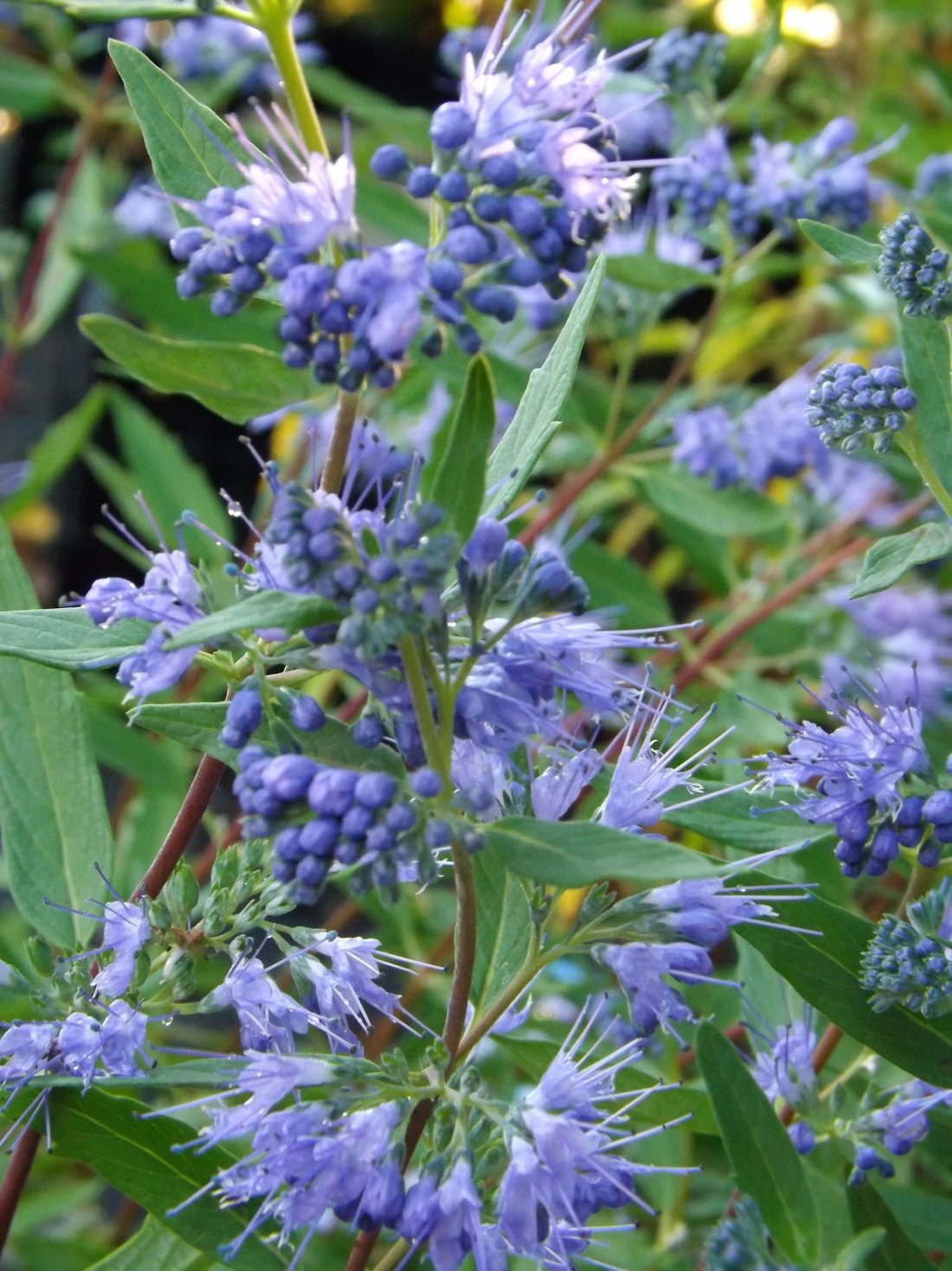 Caryopteris clan. 'Heavenly Blue'