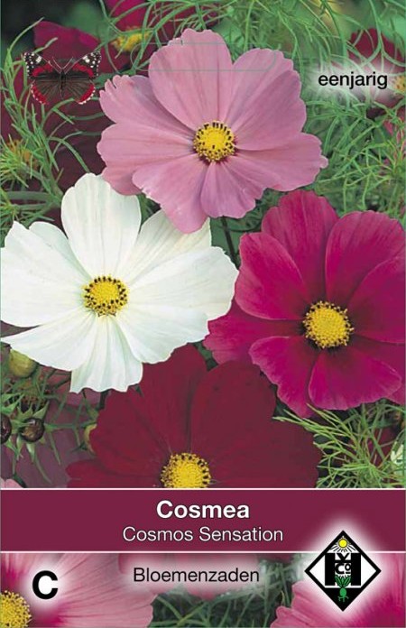 Cosmea