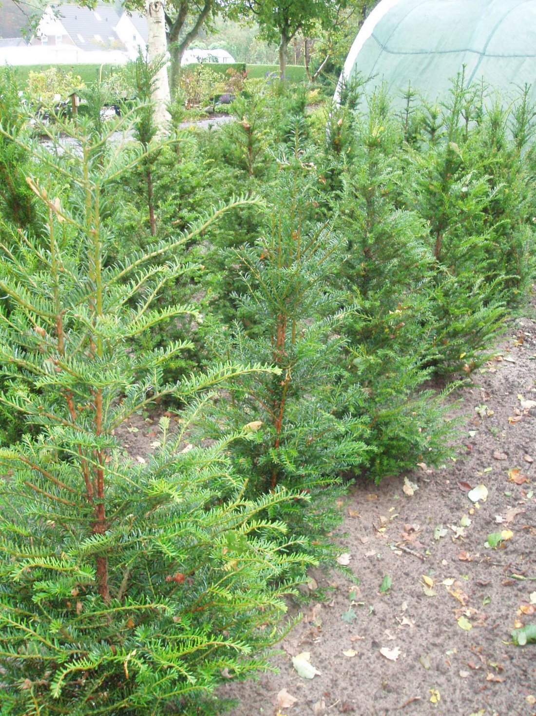 Taxus baccata