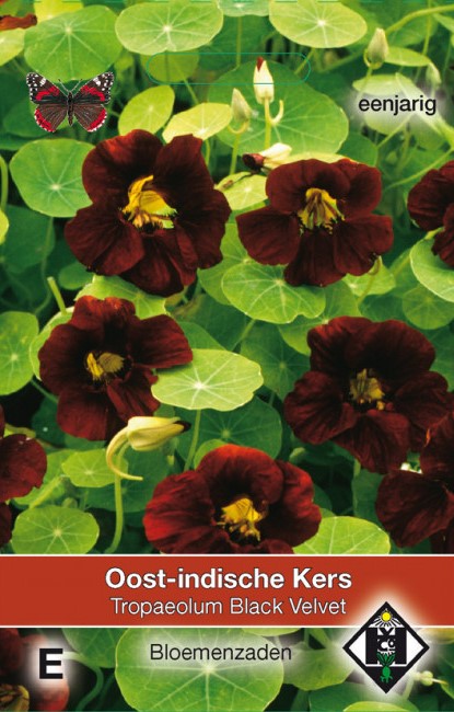 Oost-indische kers