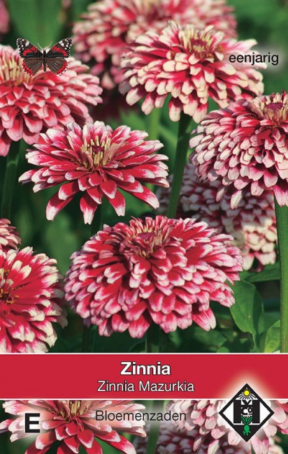Zinnia