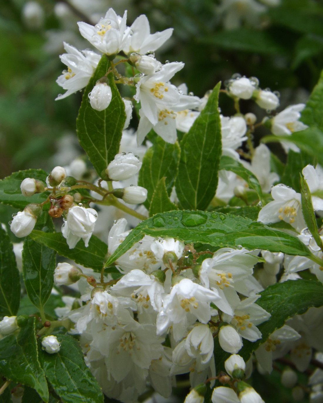 Deutzia gracilis